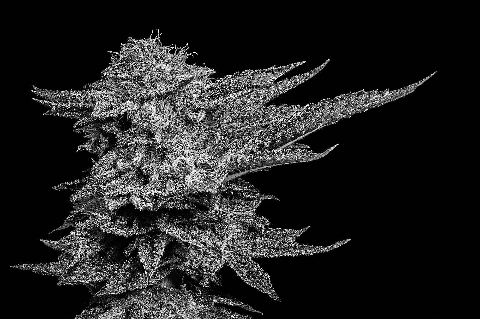 Sitka Legends cannabis