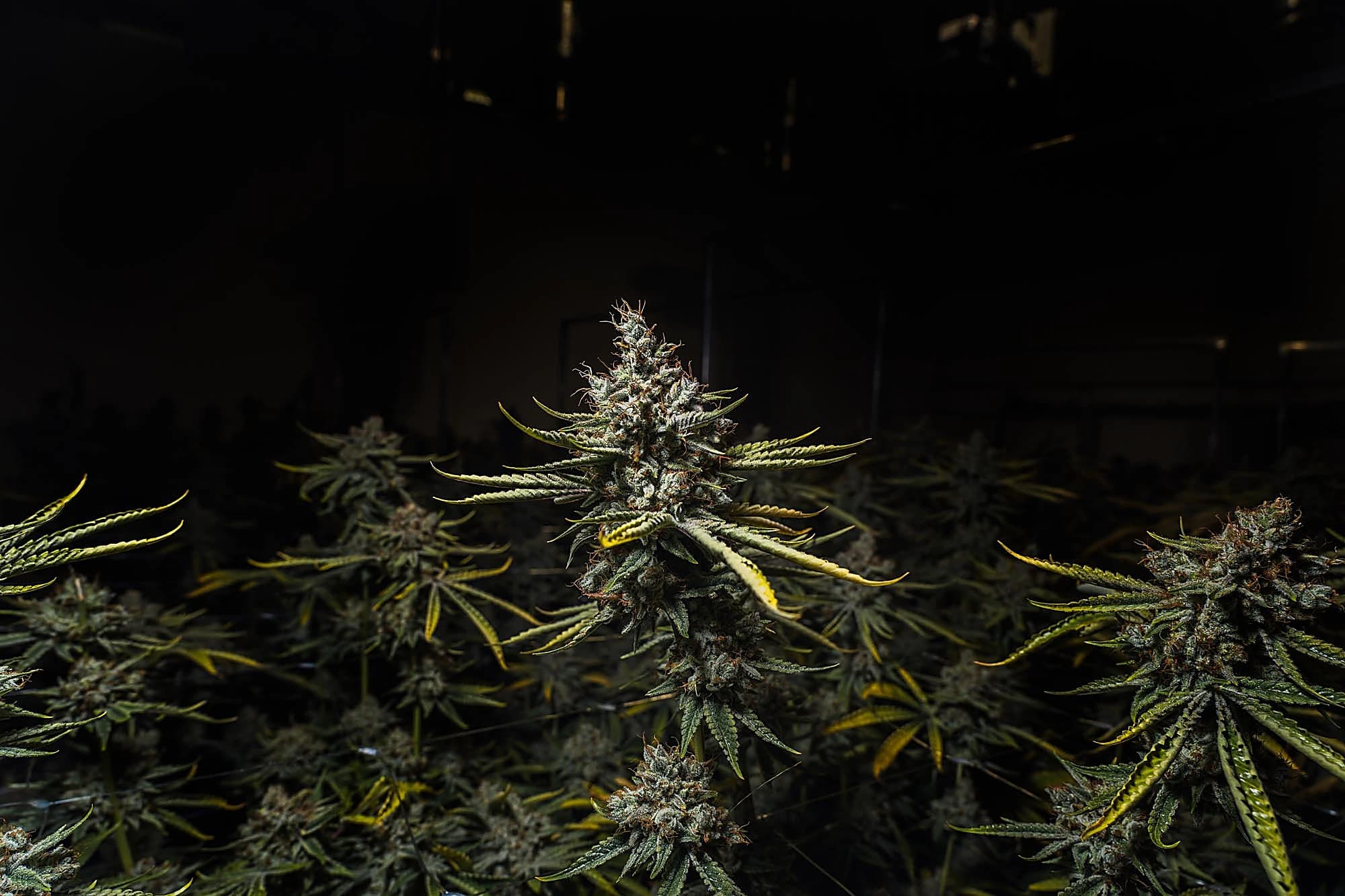 Sitka Legends cultivation