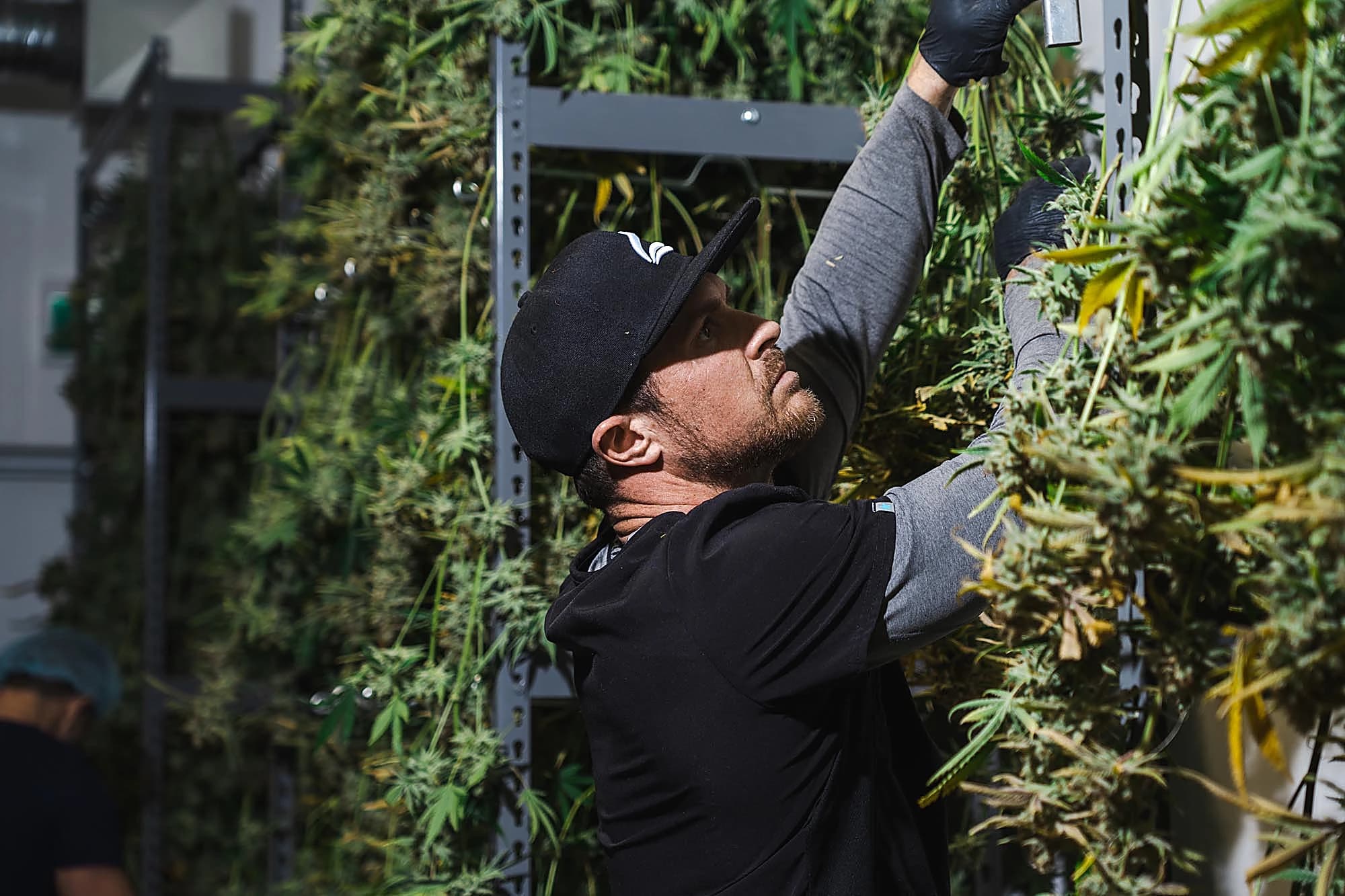 Growing operations
