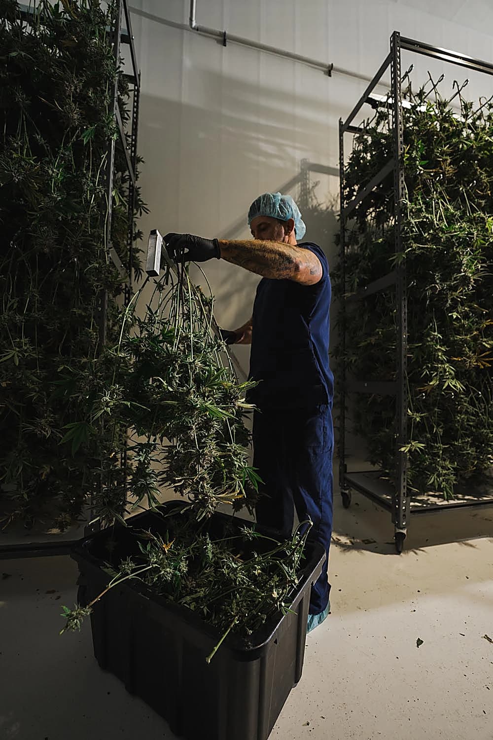 Craft Kings cultivation
