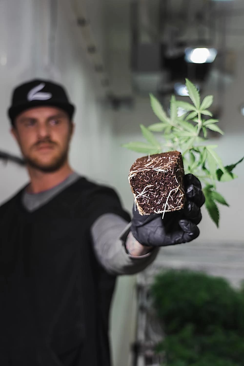 Craft Kings cultivation