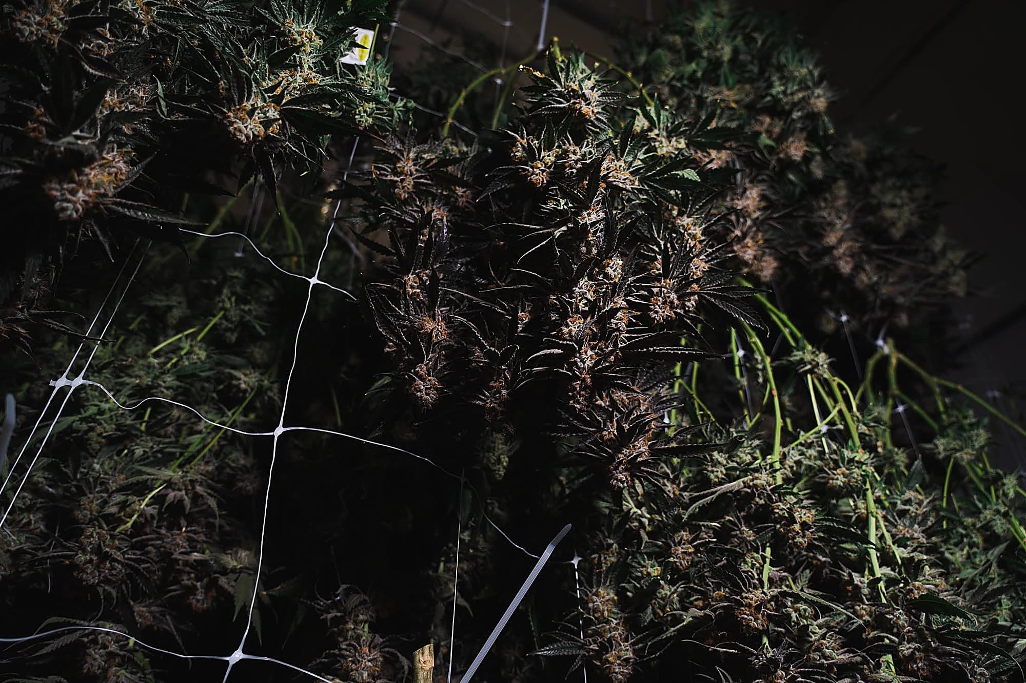 Quadessence cultivation