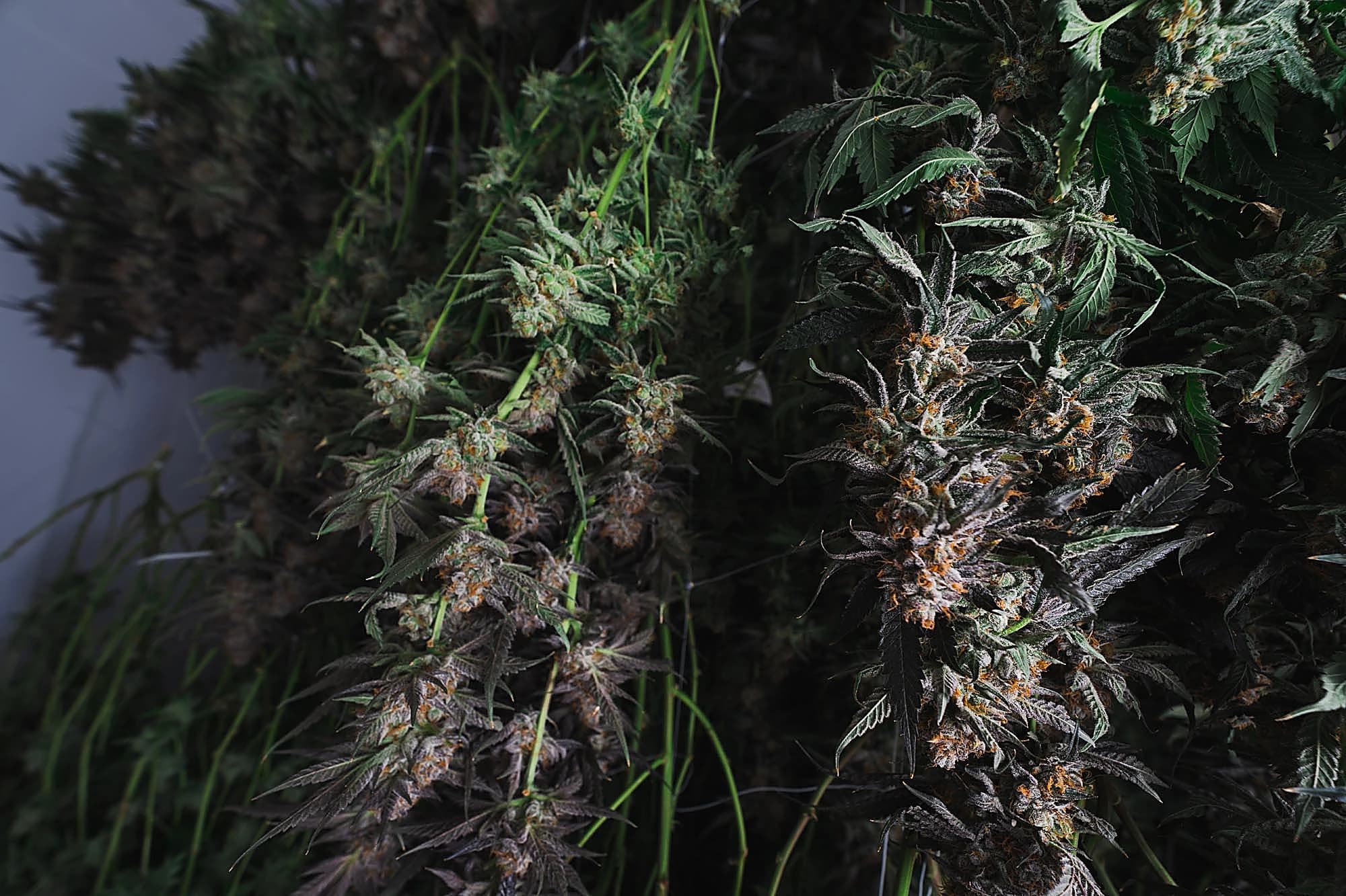 Micro-park cultivation facility