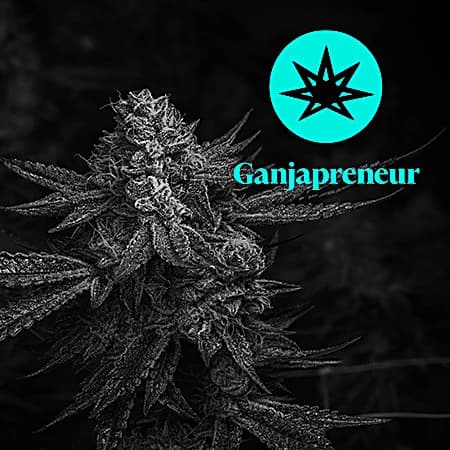 Ganjapreneur: Sitka Legends: Elevating BC Cannabis