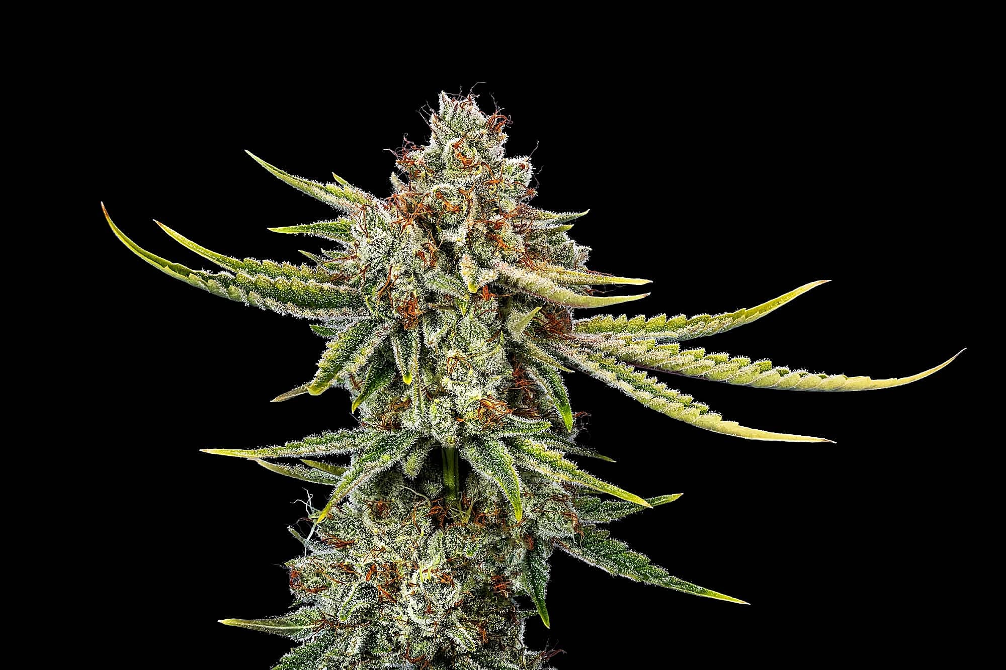 Greenade cannabis