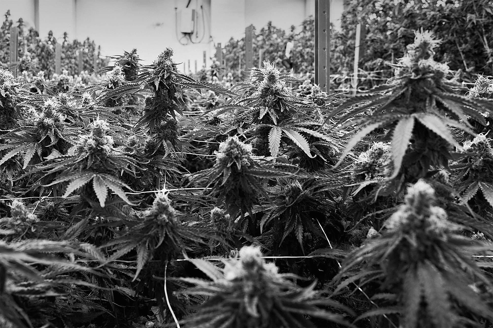Weekends cannabis